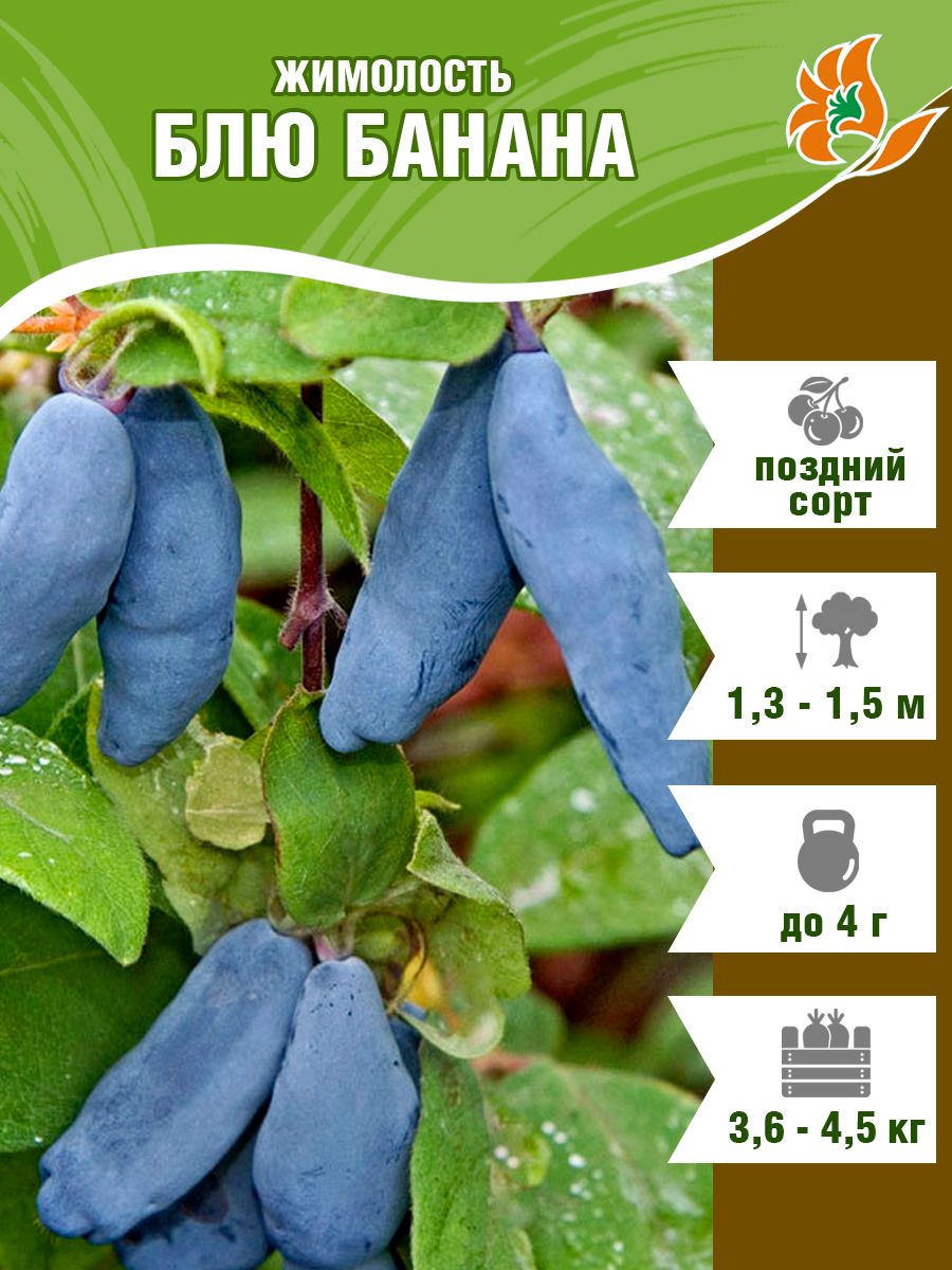 Жимолость Блю банана